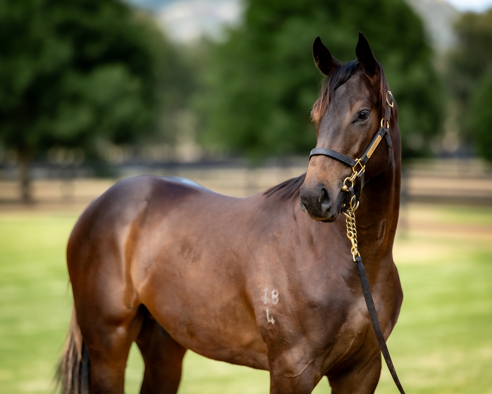 Zoustar (AUS) / Solar Charged (AUS) 2024 Colt - Image 2