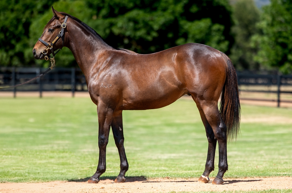 Anamoe (AUS) / Starry (AUS) 2024 Colt - Image 1