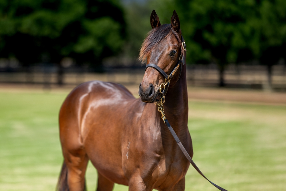 Anamoe (AUS) / Starry (AUS) 2024 Colt - Image 2