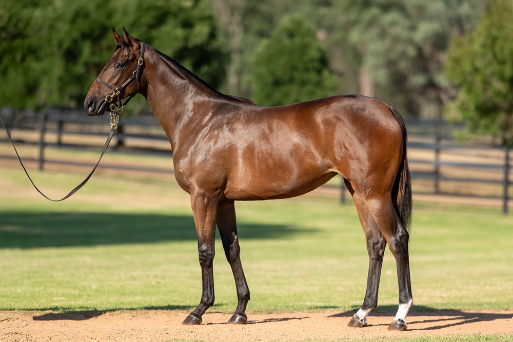Zoustar (AUS) / Tallow (AUS) 2024 Filly - Image 1