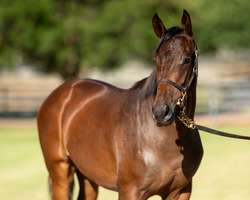 Zoustar (AUS) / Tallow (AUS) 2024 Filly - Image 2