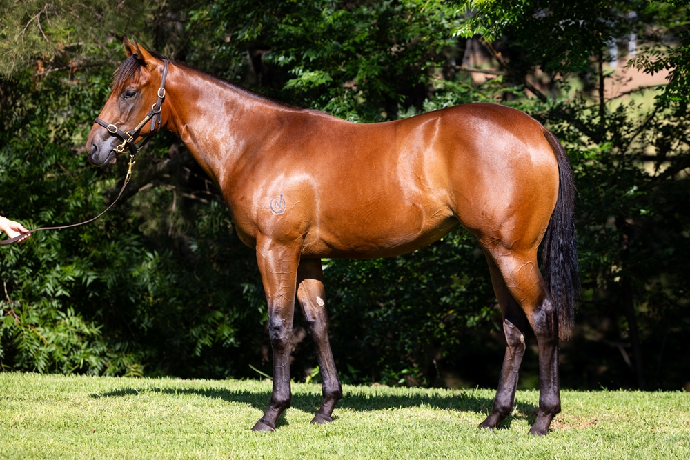 Farnan (AUS) / All That Sass (AUS) 2024 Filly - Image 1