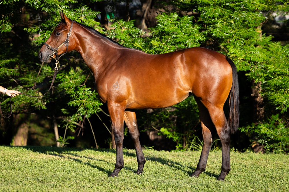 Wootton Bassett (GB) / Angel Rock (AUS) 2024 Filly - Image 1