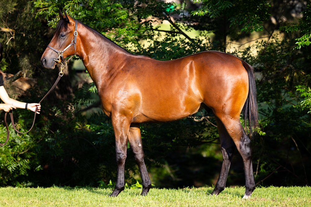 Harry Angel (IRE) / Rock the Sea (NZ) 2024 Colt - Image 1