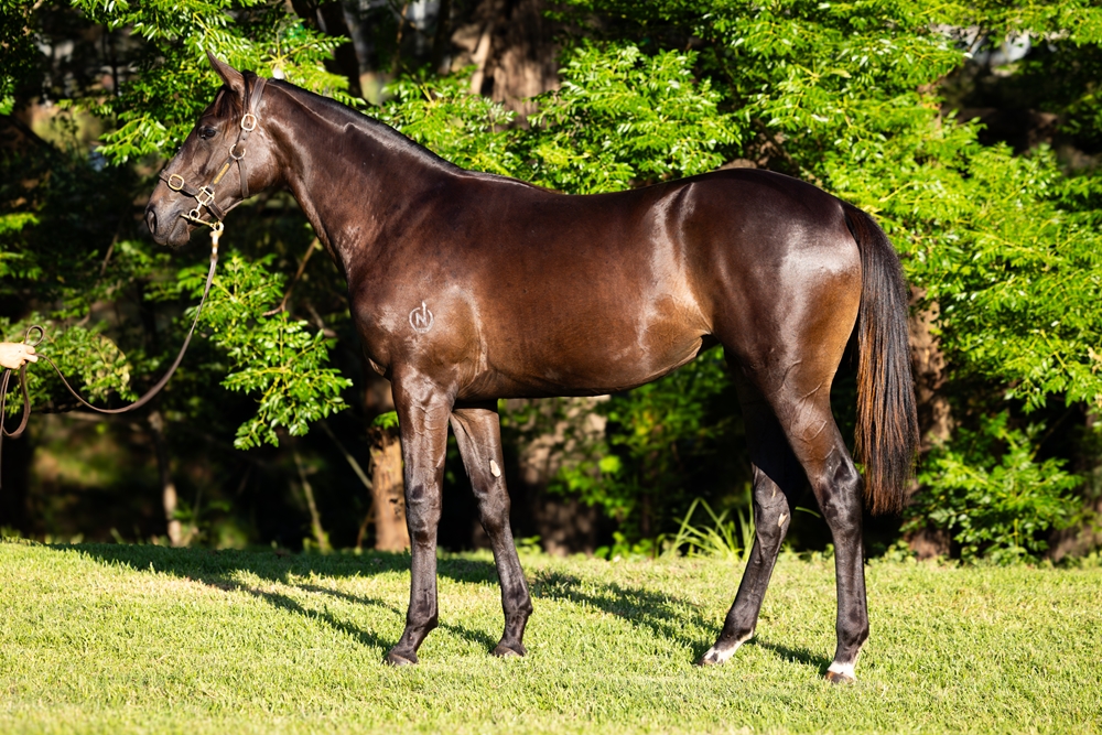 Anamoe (AUS) / Ladybeetle (AUS) 2024 Filly - Image 1