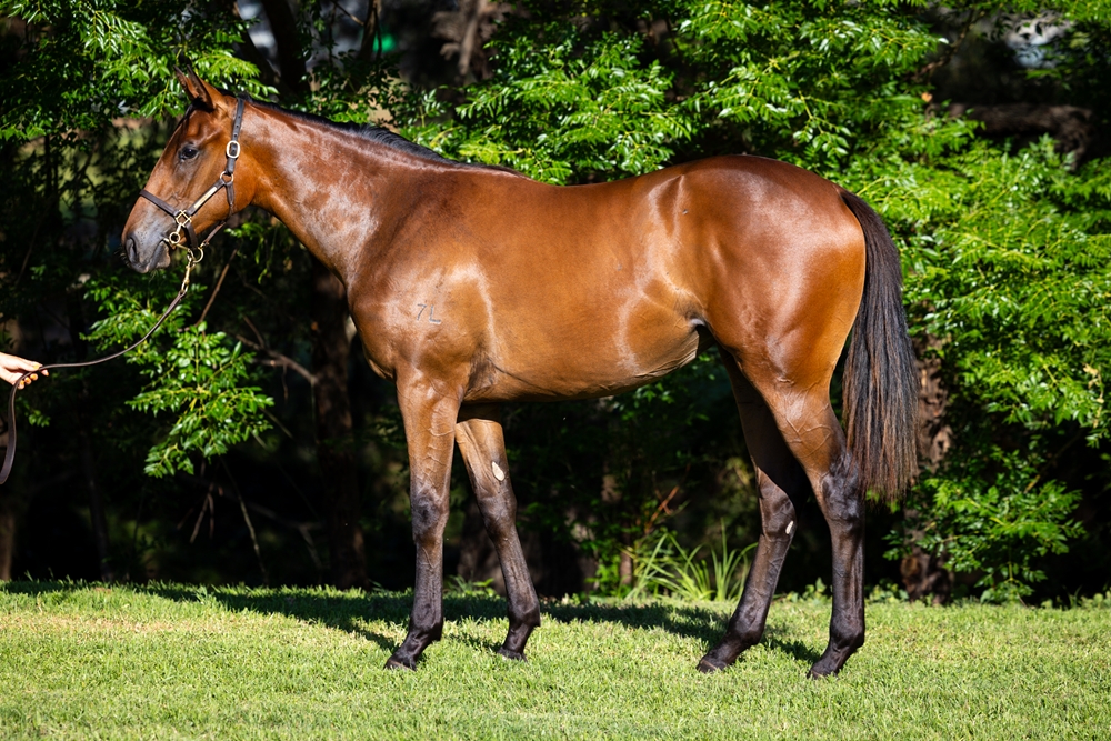 In the Congo (AUS) / She's Bobby's Girl (AUS) 2024 Filly - Image 1