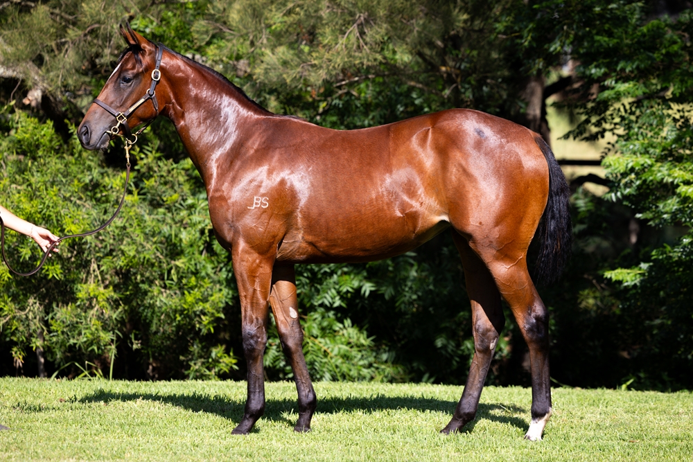 Zousain (AUS) / Turtleneck (AUS) 2024 Filly - Image 1