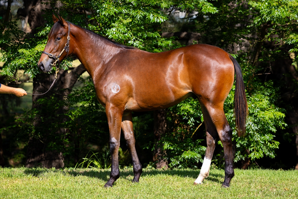 Wootton Bassett (GB) / Vega Dior (AUS) 2024 Colt - Image 1