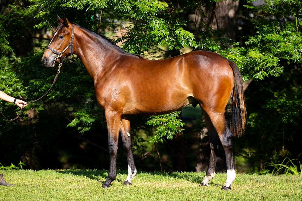 Home Affairs (AUS) / Whatadeel (AUS) 2024 Colt - Image 1