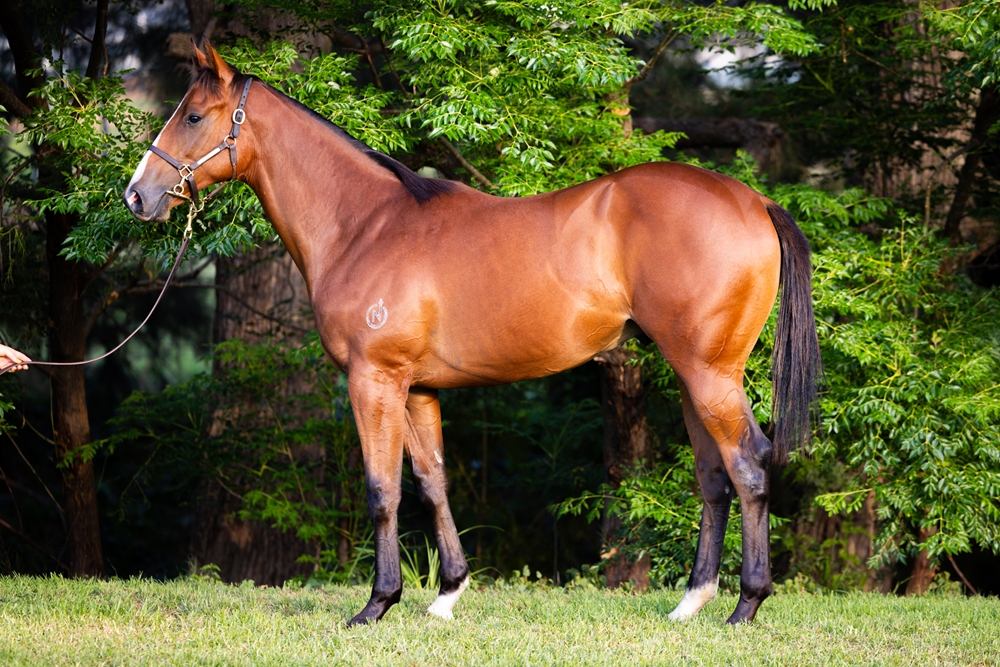 Graff (AUS) / Stella di Paco (NZ) 2024 Colt - Image 1