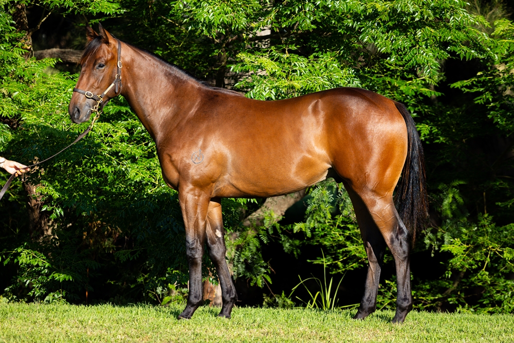 Harry Angel (IRE) / Vionetta (AUS) 2024 Colt - Image 1