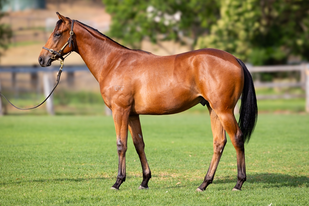The Autumn Sun (AUS) / Kayden's Joy (NZ) 2024 Colt - Image 1