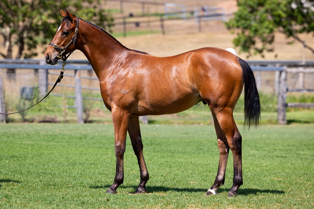 Cosmic Force (AUS) / Parjinka (AUS) 2024 Colt - Image 1