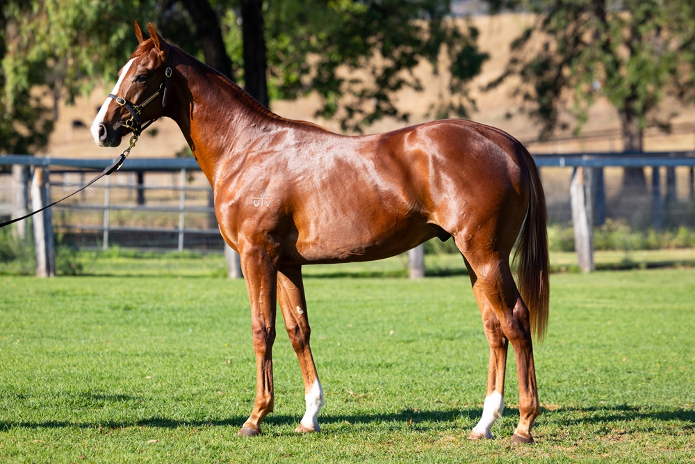 Ellsberg (AUS) / Brockman's Lass (AUS) 2024 Colt - Image 1