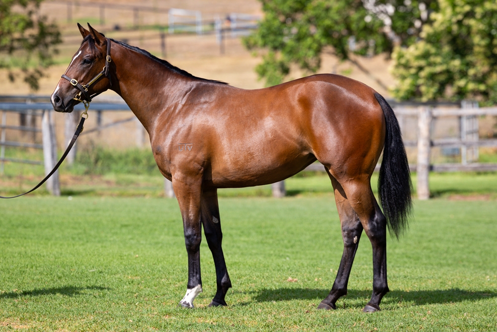 Cosmic Force (AUS) / Sepplime (AUS) 2024 Filly - Image 1