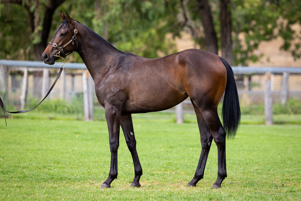 Cosmic Force (AUS) / Silver Basque (AUS) 2024 Filly - Image 1