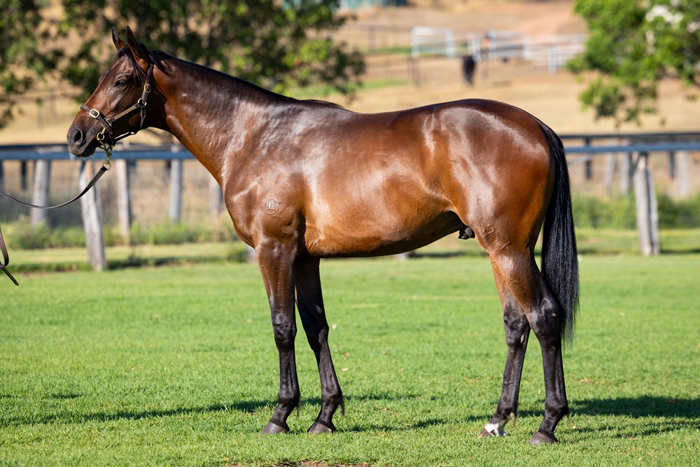 So You Think (NZ) / Sophia's Choice (AUS) 2024 Colt - Image 1