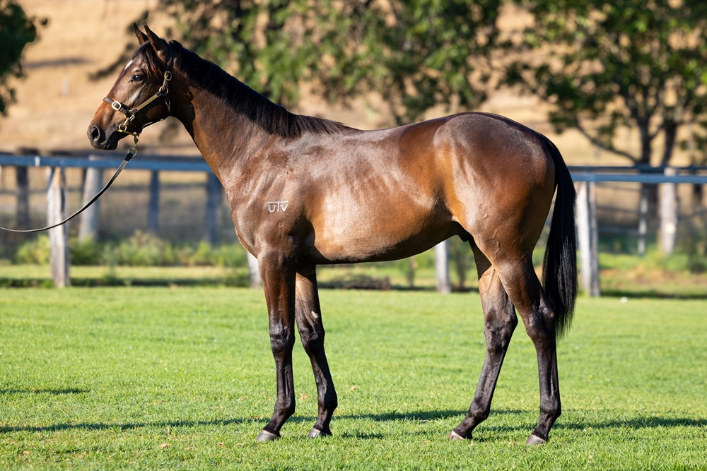 Artorius (AUS) / Willyama (AUS) 2024 Colt - Image 1