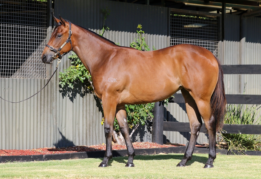 Home Affairs (AUS) / De Grawin (AUS) 2024 Filly - Image 1