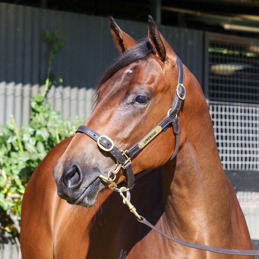 Home Affairs (AUS) / De Grawin (AUS) 2024 Filly - Image 2