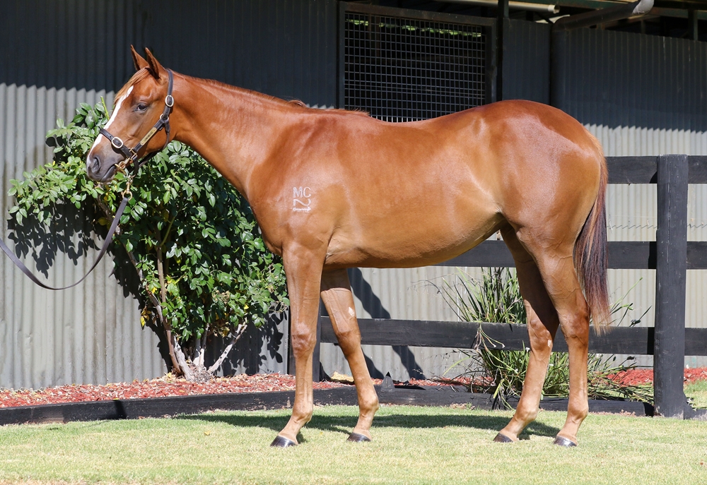 Pinatubo (IRE) / Feeling Positive (AUS) 2024 Filly - Image 1