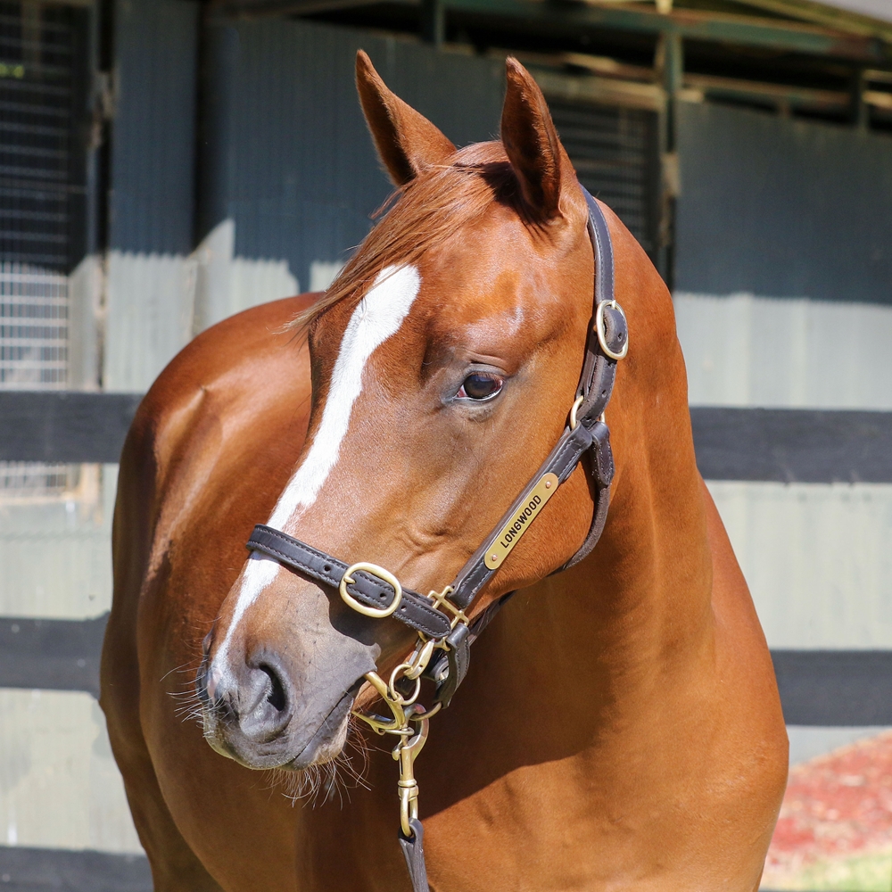Pinatubo (IRE) / Feeling Positive (AUS) 2024 Filly - Image 2