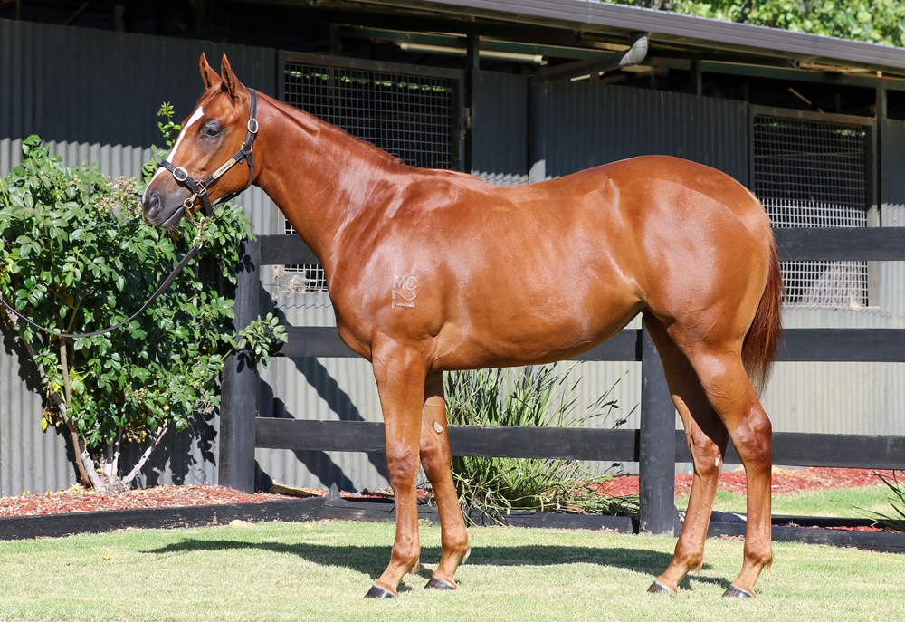 Zoustar (AUS) / Fuddle Dee Duddle (AUS) 2024 Filly - Image 1