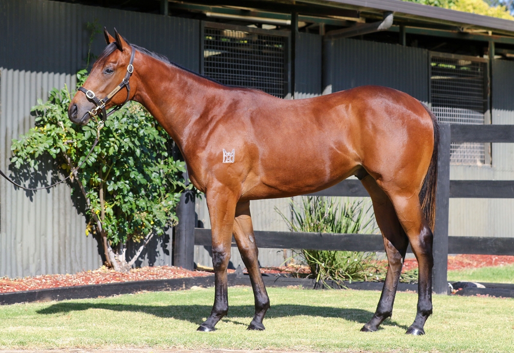 Capitalist (AUS) / She's Demanding (AUS) 2024 Colt - Image 1