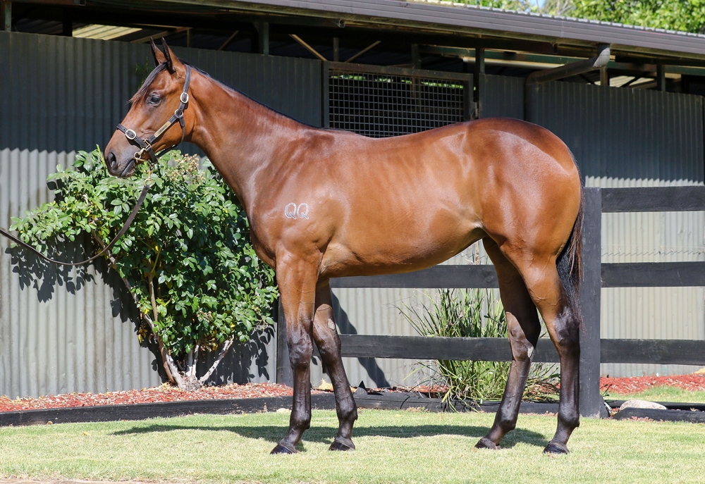 Ghaiyyath (IRE) / Water Rising (AUS) 2024 Filly - Image 1