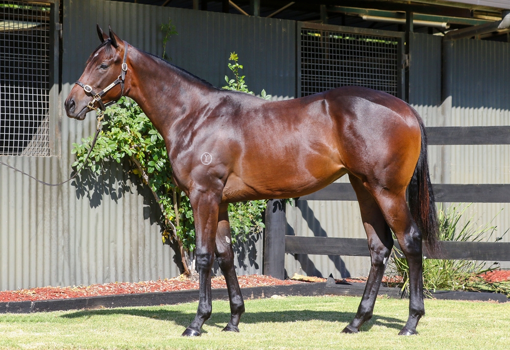 Pierata (AUS) / Written Dash (AUS) 2024 Filly - Image 1