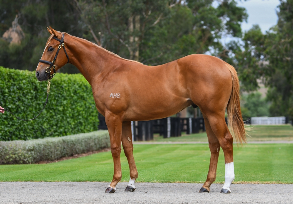 Home Affairs (AUS) / Alriyah (AUS) 2024 Colt - Image 1