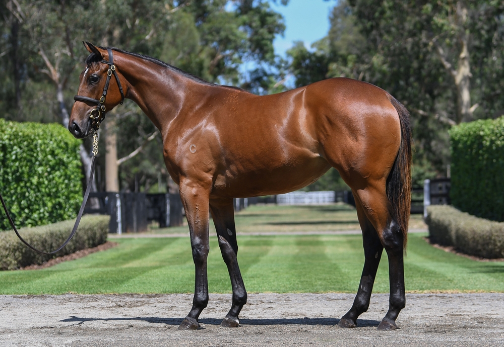 I Am Invincible (AUS) / Avantage (AUS) 2024 Filly - Image 1