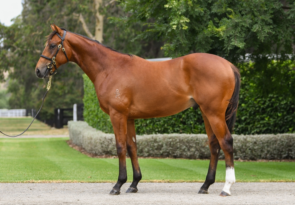 Home Affairs (AUS) / Back to Brussels (IRE) 2024 Colt - Image 1