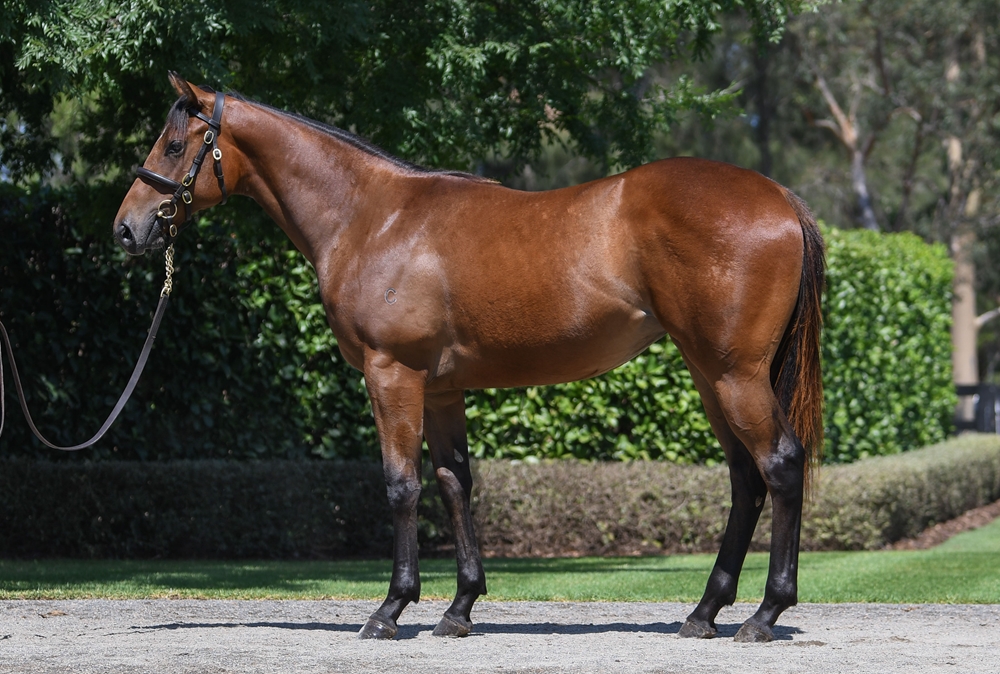 Snitzel (AUS) / Bubbleberry (AUS) 2024 Filly - Image 1