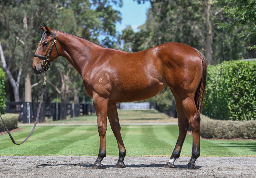 Home Affairs (AUS) / Crystal Bound (AUS) 2024 Filly - Image 1