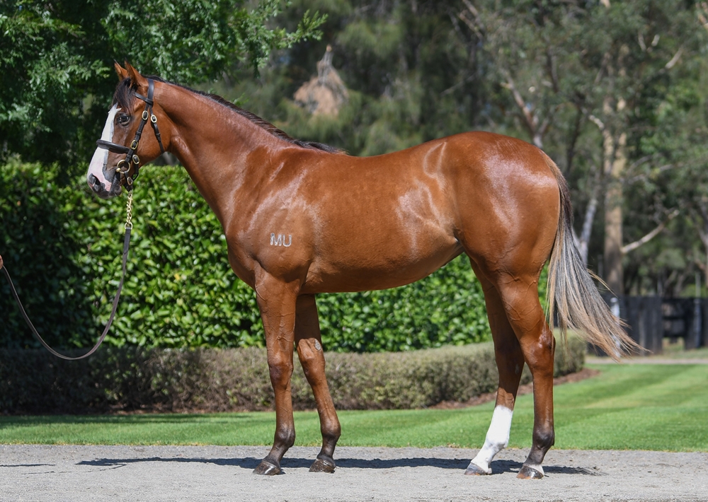 Justify (USA) / Dress (USA) 2024 Filly - Image 1