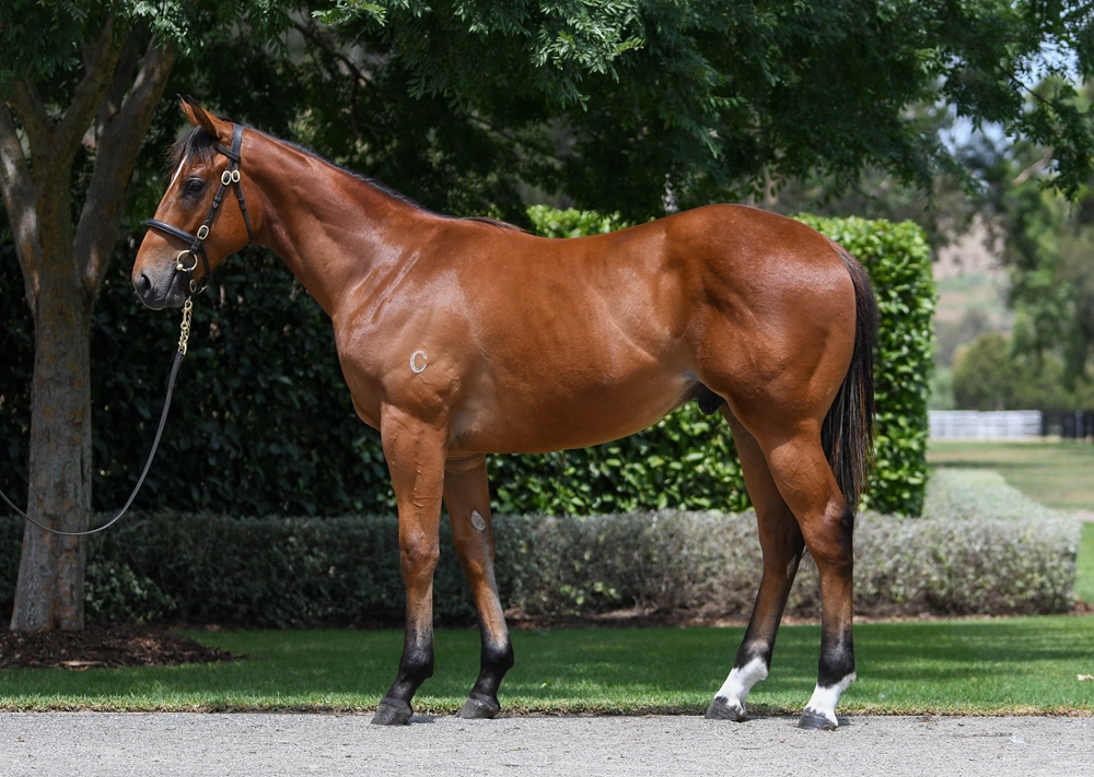 Home Affairs (AUS) / Fill the Page (AUS) 2024 Colt - Image 1