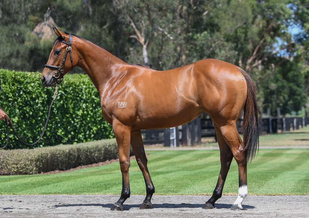 Home Affairs (AUS) / Grisaille (AUS) 2024 Filly - Image 1