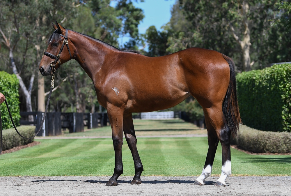 Wootton Bassett (GB) / Irish Sea (AUS) 2024 Filly - Image 1