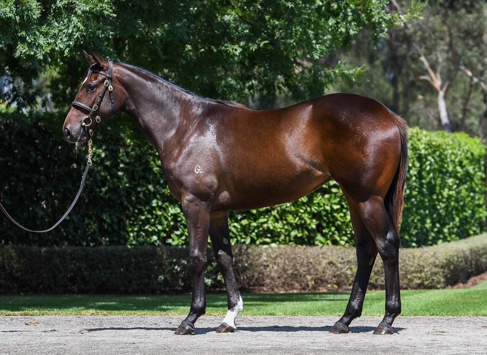 Wootton Bassett (GB) / Lady Flora (AUS) 2024 Filly - Image 1