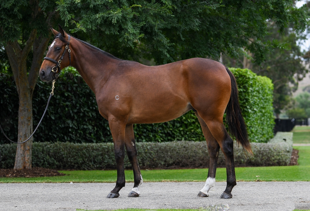 Frankel (GB) / Lambada (IRE) 2024 Colt - Image 1