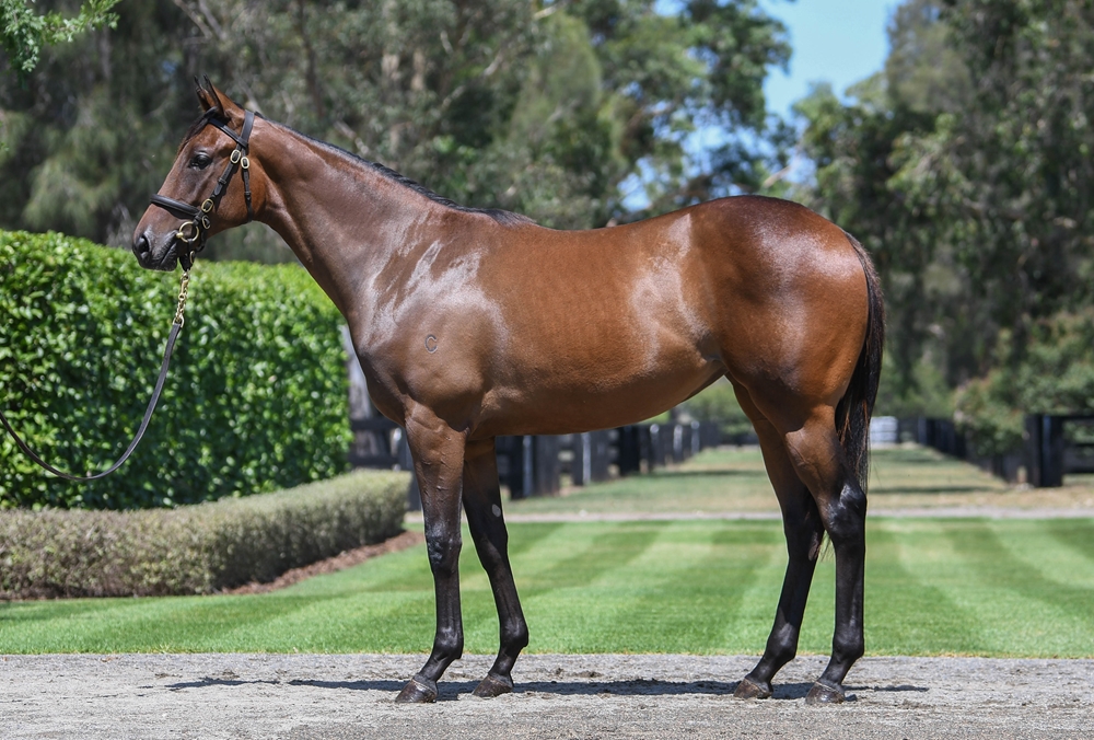 Best of Bordeaux (AUS) / Manetta (NZ) 2024 Filly - Image 1