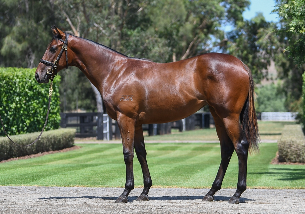 Lucky Vega (IRE) / Miss Husson (AUS) 2024 Filly - Image 1