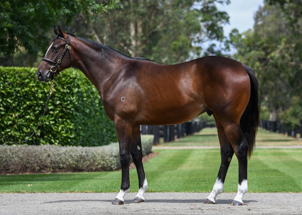 Wootton Bassett (GB) / Miss Que (AUS) 2024 Colt - Image 1