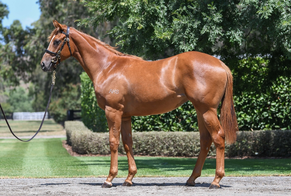 Justify (USA) / Movie Role (AUS) 2024 Filly - Image 1