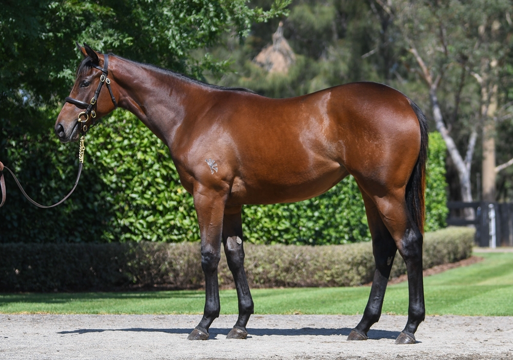 I Am Invincible (AUS) / Mumbai Rock (AUS) 2024 Filly - Image 1