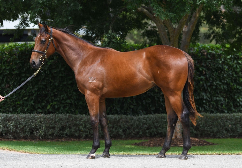 Acrobat (AUS) / Mystic Gem (AUS) 2024 Colt - Image 1