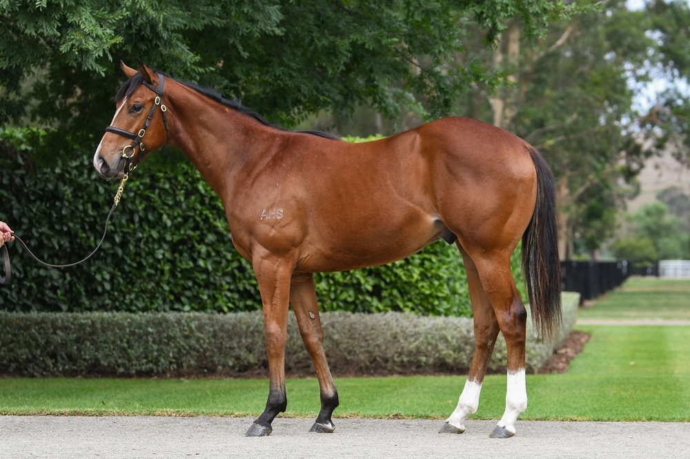 Home Affairs (AUS) / Northuldra (AUS) 2024 Colt - Image 1