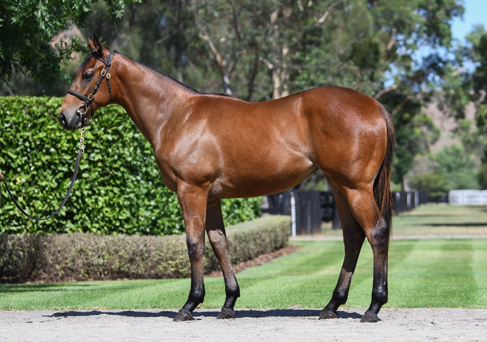 Snitzel (AUS) / Paris Dior (AUS) 2024 Filly - Image 1