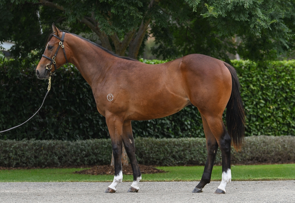 Alabama Express (AUS) / Pikari Star (AUS) 2024 Colt - Image 1